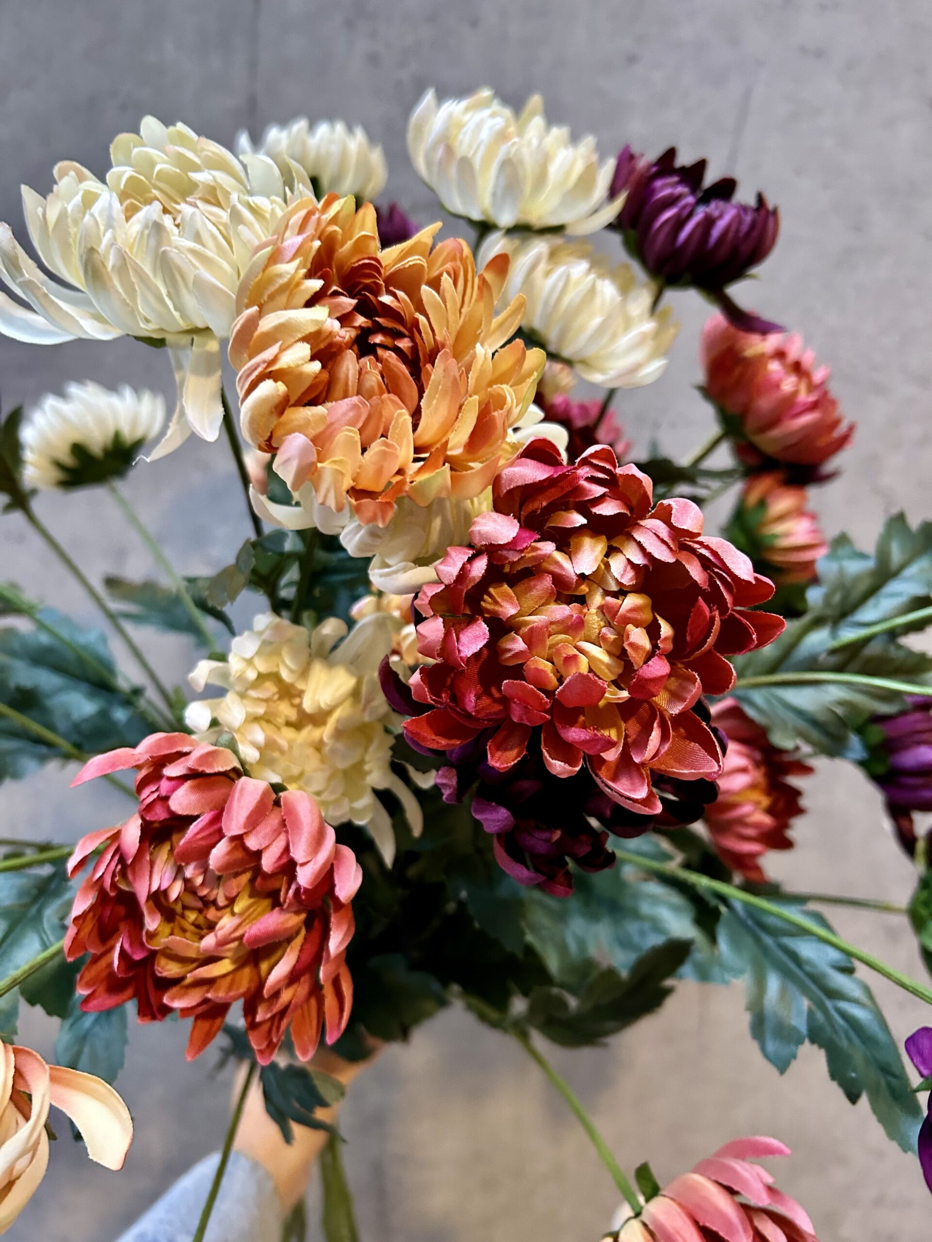 Chrysanthemum karmel h 83 cm - Billede 10
