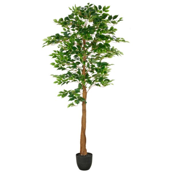 Ficus h 180 cm UV-bestandig