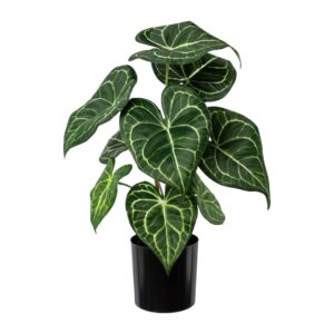 Anthurium plante i potte h 37 cm