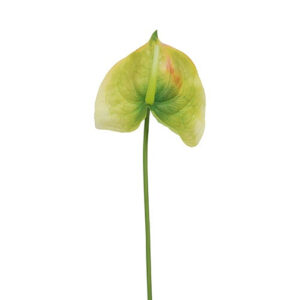 Anthurium lime h 66 cm