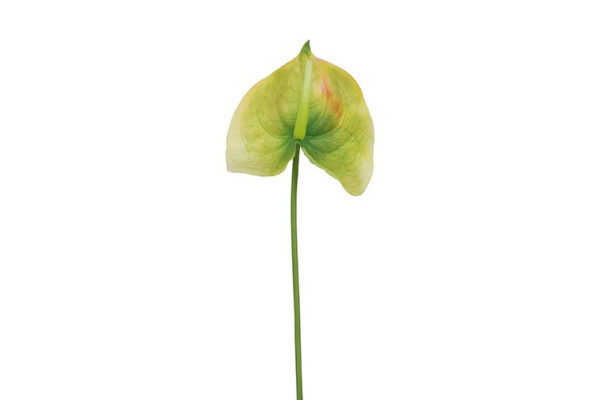 Anthurium lime h 66 cm