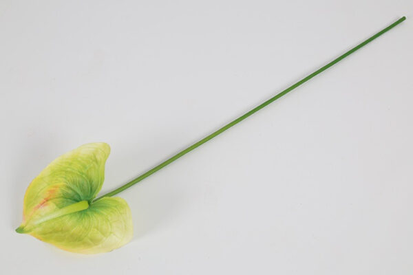 Anthurium lime h 66 cm - Billede 2