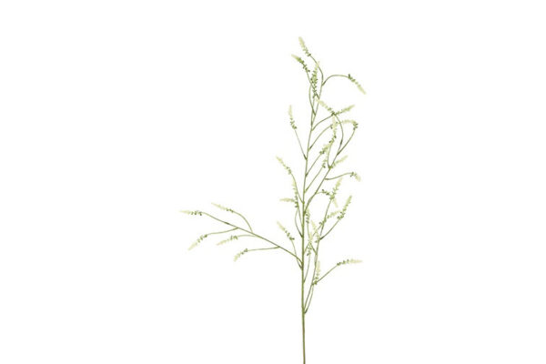 Melilotus hvid h 115 cm