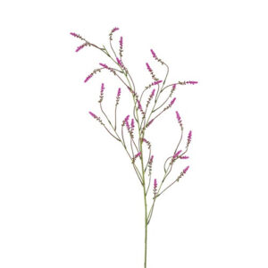 Melilotus purple h 115 cm