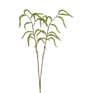 Amaranthus grøn h 80 cm