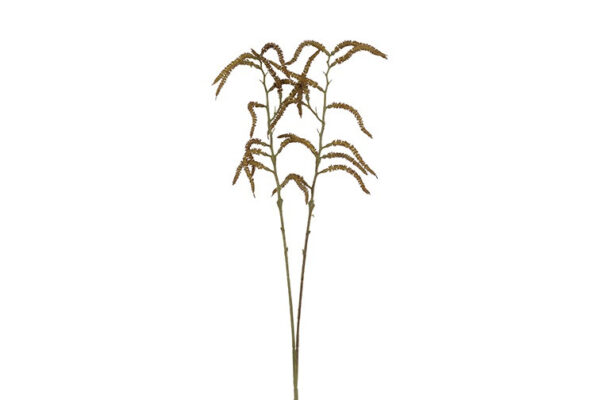 Amaranthus natur h 80 cm