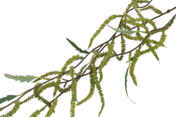Amaranthus grøn h 102 cm - Image 2
