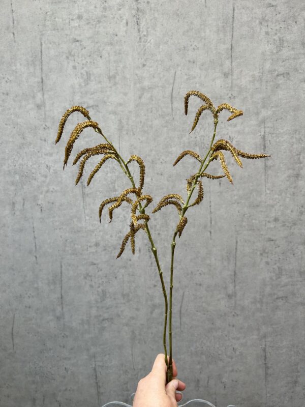 Amaranthus natur h 80 cm - Image 3
