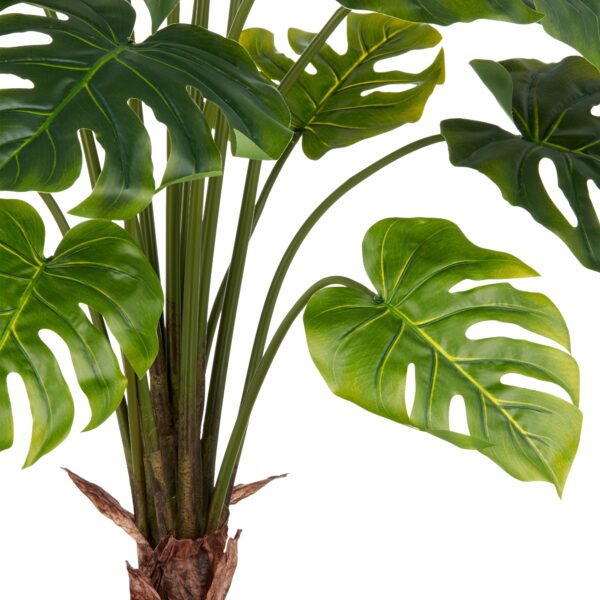 Split philodendron grøn h 100 cm i potte - Billede 2