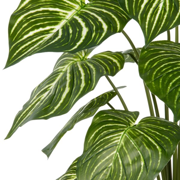Philodendron grøn/hvid h 100 cm i potte - Billede 2