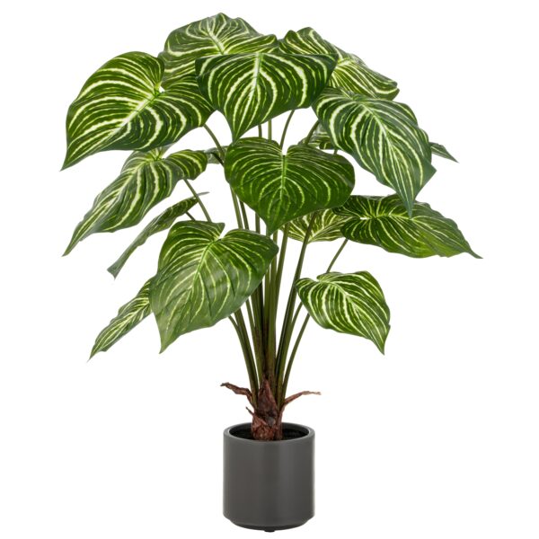 Philodendron grøn/hvid h 100 cm i potte