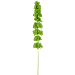 Molucella grøn h 78 cm