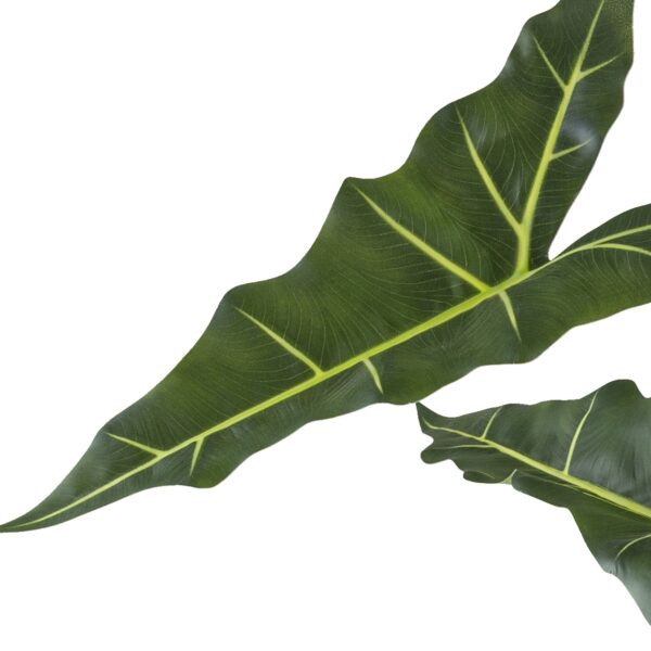 Alocasia grøn h 100 cm i potte - Billede 2