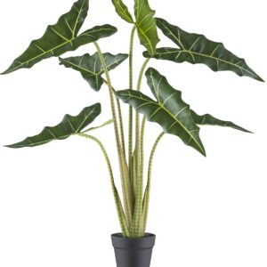 Alocasia grøn h 100 cm i potte
