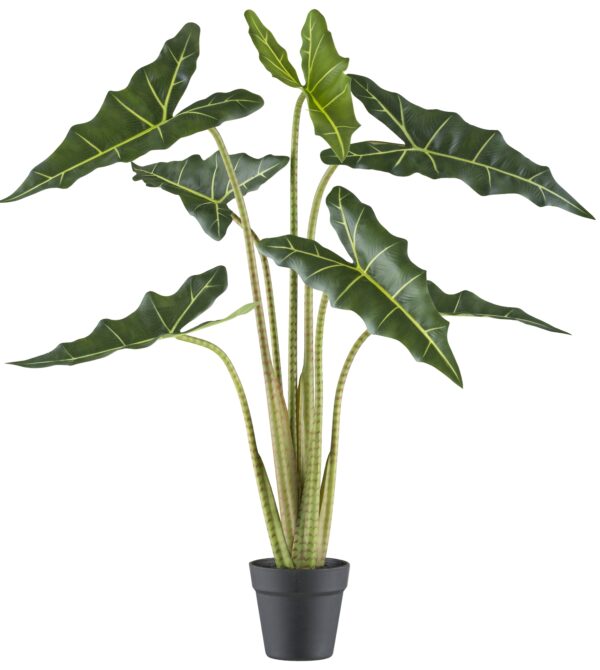 Alocasia grøn h 100 cm i potte