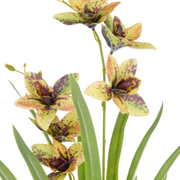 Cymbidium lime h 55 cm i potte - Billede 2