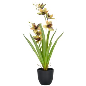 Cymbidium lime h 55 cm i potte