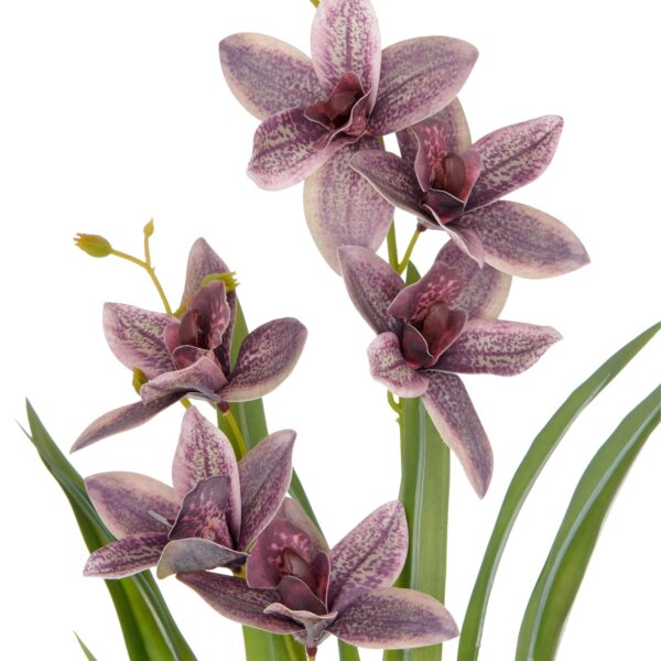 Cymbidium purple h 55 cm i potte - Billede 2