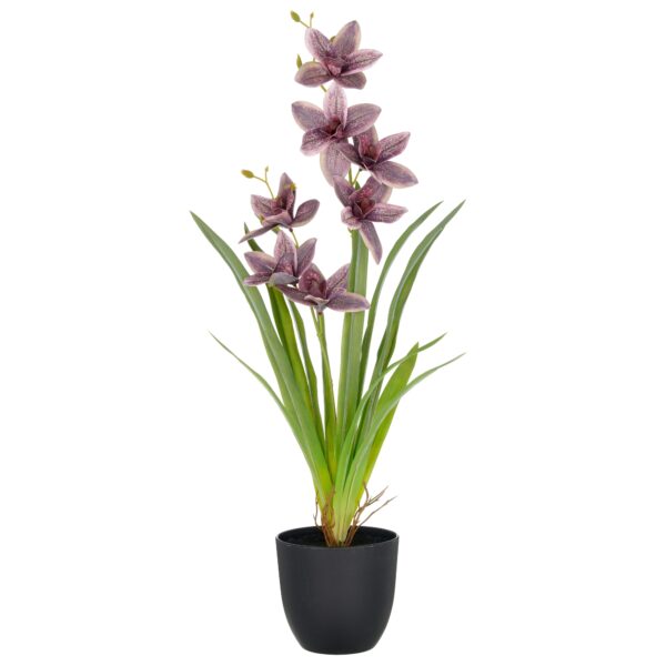 Cymbidium purple h 55 cm i potte