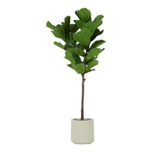 Ficus grøn h 130 cm i potte