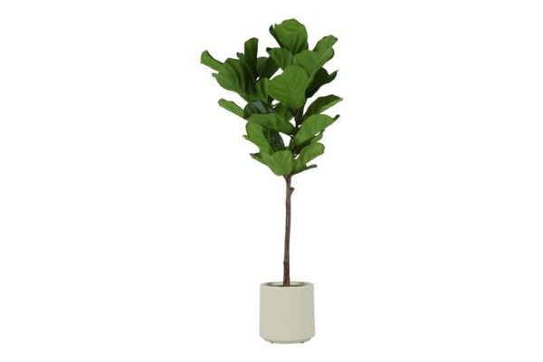 Ficus grøn h 130 cm i potte