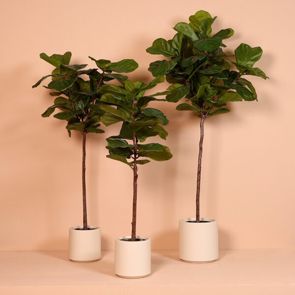 Ficus grøn h 130 cm i potte - Billede 2