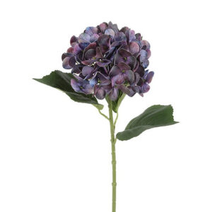Hortensia purple h 65 cm