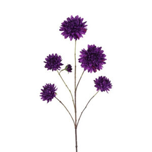 Dahlia purple h 48 cm