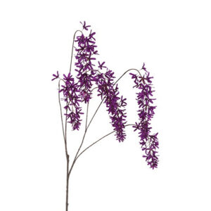 Blåregn  purple h 105 cm