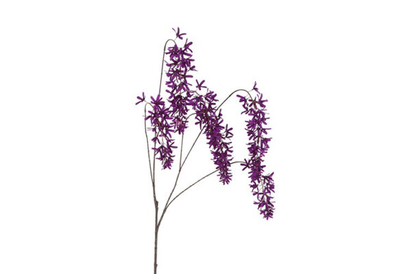 Blåregn  purple h 105 cm