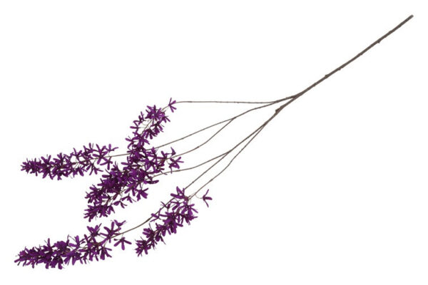 Blåregn  purple h 105 cm - Billede 2