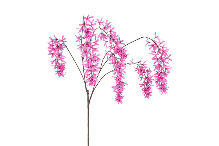 Blåregn pink h 105 cm