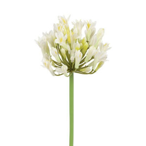 Agapanthus hvid h 70 cm