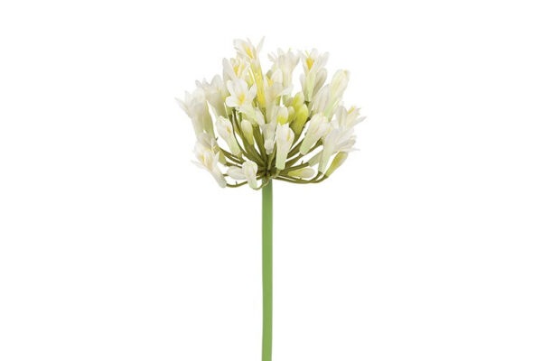 Agapanthus hvid h 70 cm