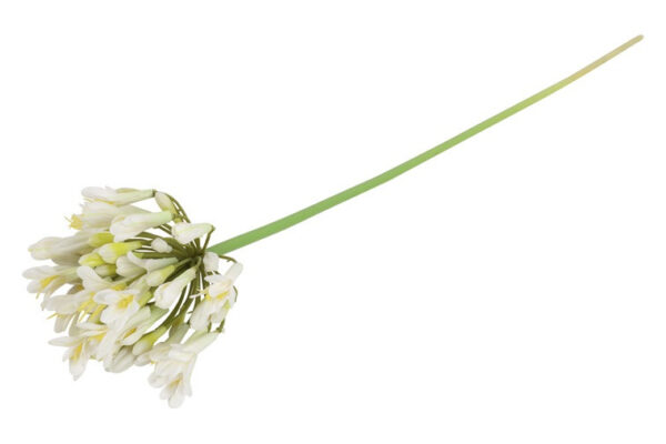 Agapanthus hvid h 70 cm - Billede 2