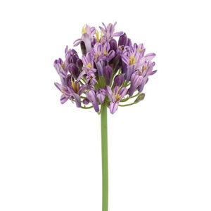 Agapanthus purple h 70 cm