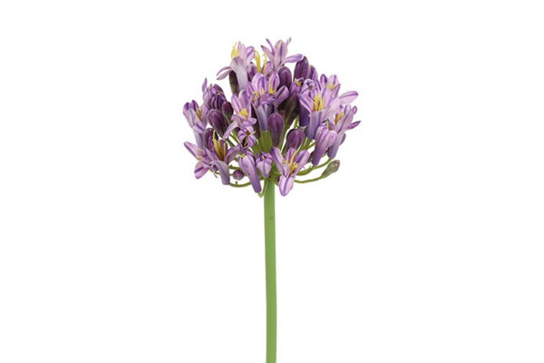 Agapanthus purple h 70 cm