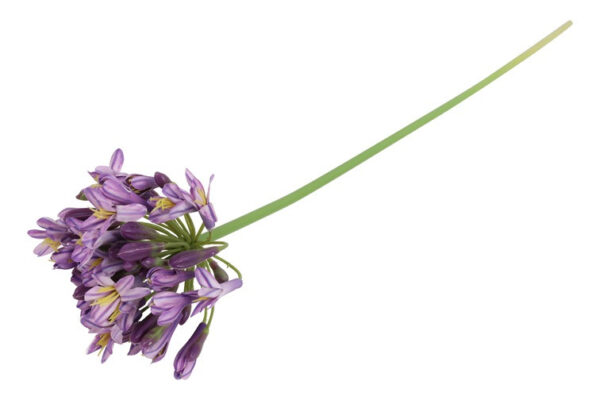Agapanthus purple h 70 cm - Billede 2