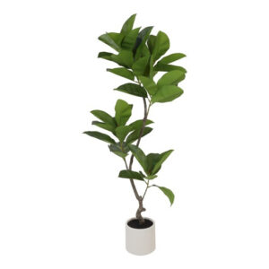 Ficus grøn h 130 cm i potte