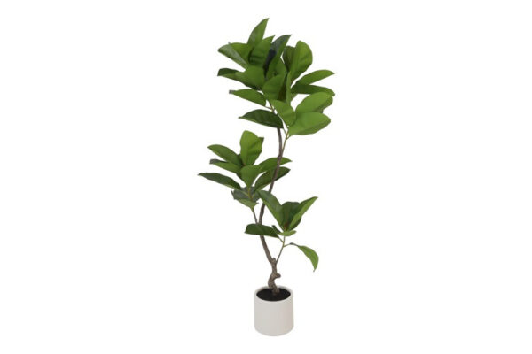 Ficus grøn h 130 cm i potte