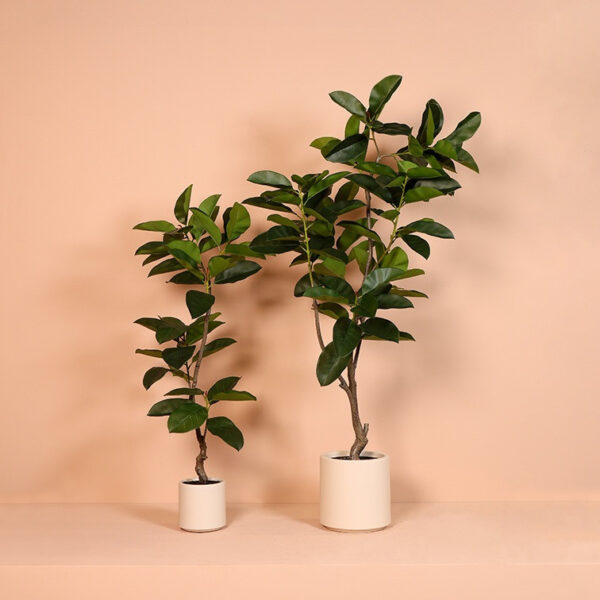 Ficus grøn h 130 cm i potte - Billede 3