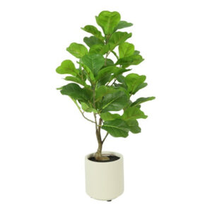 Ficus grøn h 66 cm i potte