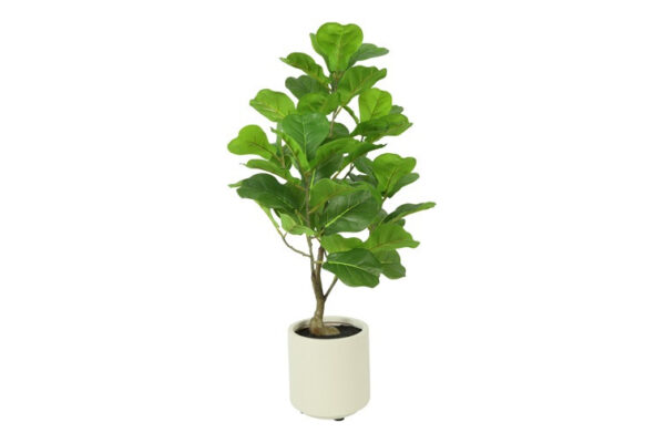 Ficus grøn h 66 cm i potte