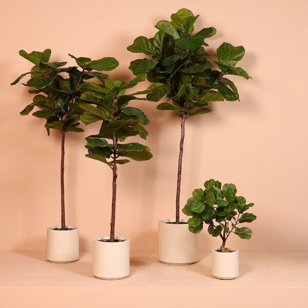 Ficus grøn h 66 cm i potte - Billede 2