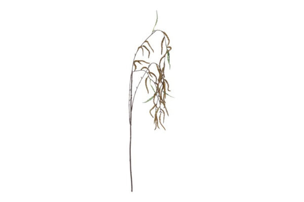 Amaranthus brun h 102 cm
