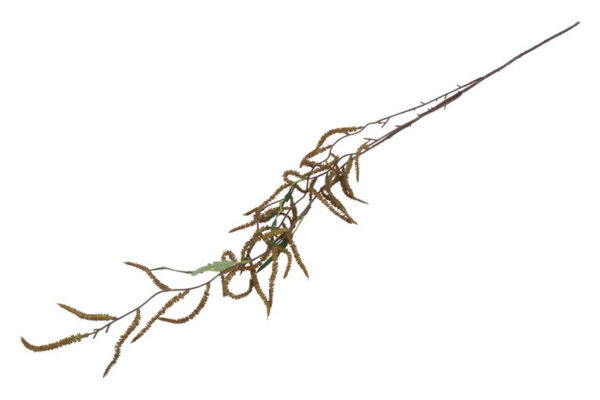 Amaranthus brun h 102 cm - Billede 2