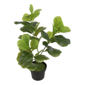 Ficus grøn h 60 cm i potte