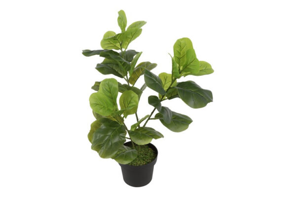 Ficus grøn h 60 cm i potte