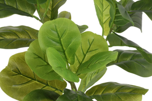 Ficus grøn h 130 cm i potte - Billede 2