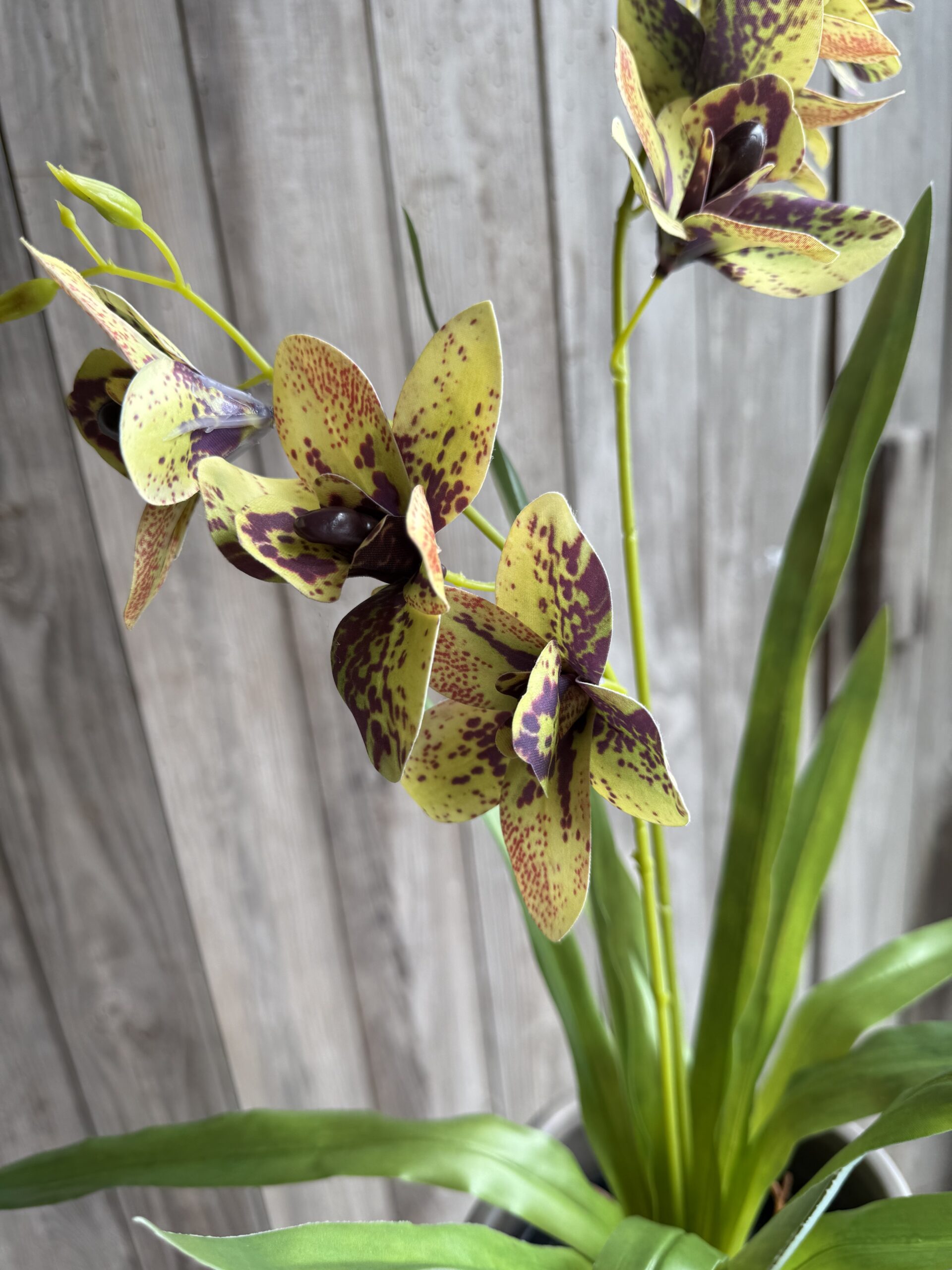 Cymbidium lime h 55 cm i potte - Billede 4